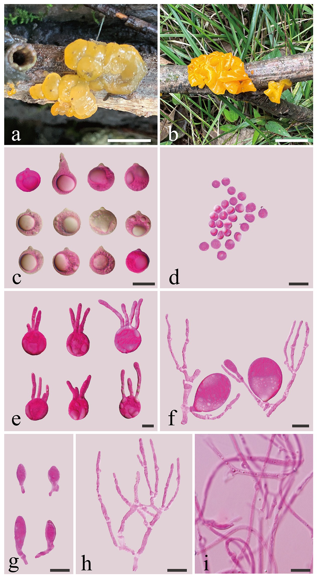 Figure 76